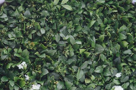 Background of green leaves