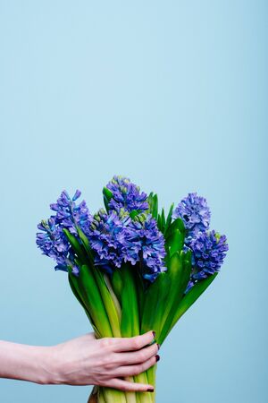 Bouquet of hyacinth flowers in the hand of a woman florist on a blue background.の写真素材