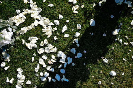 White rose petals scattered on green grassの写真素材