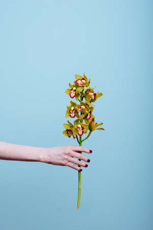 A branch of an orchid is held by the hand of a woman. Blue background.の写真素材