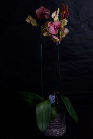 Houseplant Phalaenopsis on a black background in a wicker potの写真素材