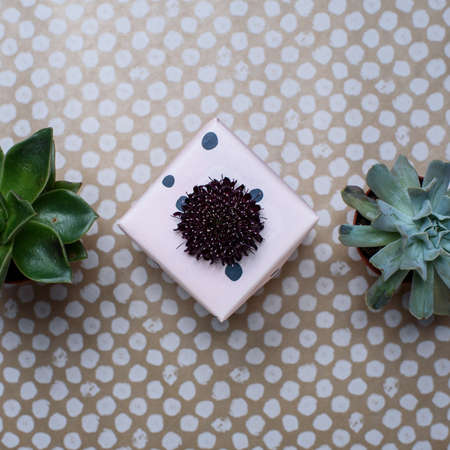 Pink gift box with scabiosa flower and two succulents on craft paperの写真素材
