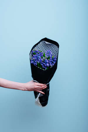 Bouquet of hyacinth flowers in black package in the hand of a woman florist on a blue background.の写真素材