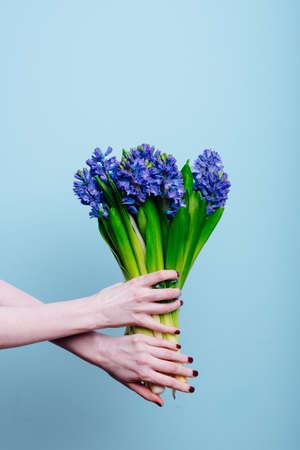 Bouquet of hyacinth flowers in the hand of a woman florist on a blue background.の写真素材