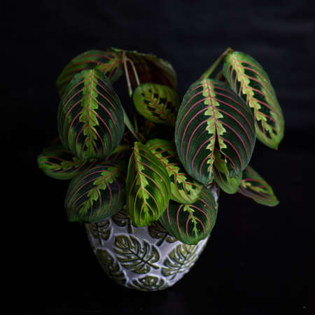 Houseplant Maranta on black backgroundの写真素材