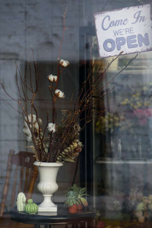 Flower Shop Showcase, cotton twigs in a vase, dried flowers, cacti, succulents and the sign Open