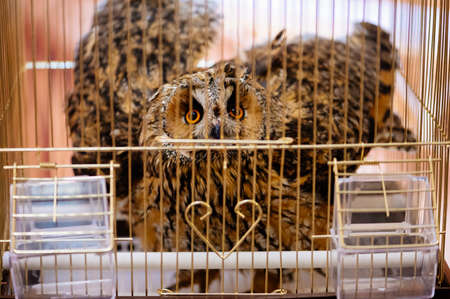 Owl in golden cage on black table