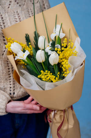 Bouquet of white tulips, narcissus and mimosa in beige package in the hands of girl florist in knitted pullover on blue background.の写真素材