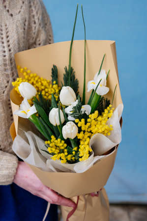 Bouquet of white tulips, narcissus and mimosa in beige package in the hands of girl florist in knitted pullover on blue background.の写真素材