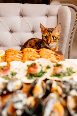 Variety of seafood on wooden cutting board on table in a cozy light home interior. Beautiful bengal cat sits on light gray armchair at table.の写真素材