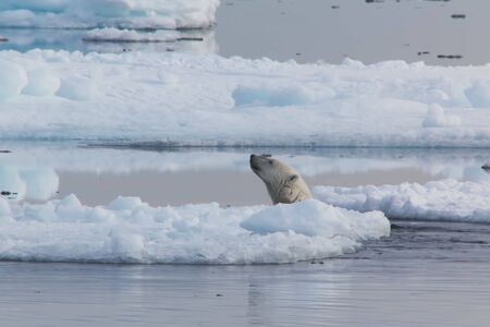 polar bear in the snowの写真素材