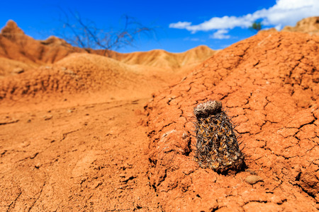 big cactuses in red desert, tatacoa desert, columbia, latin america, clouds and sand, red sand in...