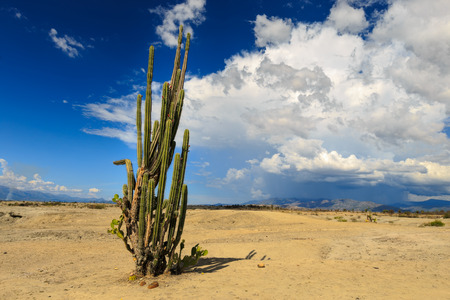 big cactuses in red desert, tatacoa desert, columbia, latin america, clouds and sand, red sand in desertの写真素材