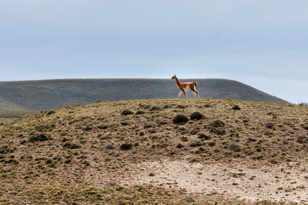 guanaco in patagonian landscape, patagonia, argentina, south americaの写真素材