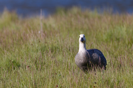 patagonian goose, birds, animalsの写真素材