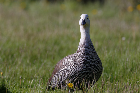 patagonian goose, birds, animals, south america, patagonia, argentina, tierra del fuego, land of fireの写真素材