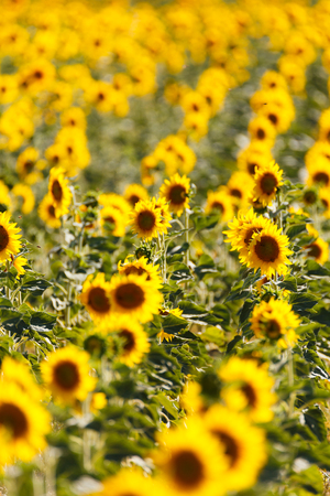 sunflowers fields, fileds of sunflowers, sunflower oil, provence, franceの写真素材
