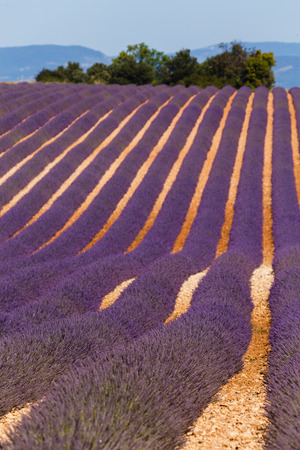 lavender fields provence france landscapeの写真素材