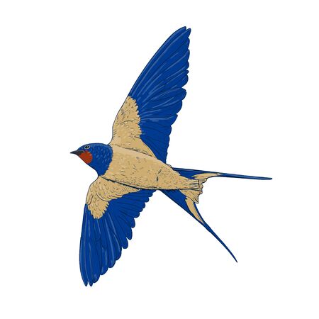 Drawing of a flying swallow. Beautiful little bird in a blue-beige plumage. Vector image.のイラスト素材