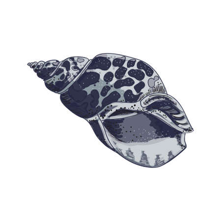 Large shell Rapana venosa. Vector drawing in gray-blue tones on a white background.のイラスト素材