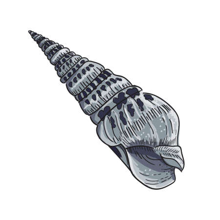Image of a round seashell. Drawing in gray tones on a white background. Vector drawing.