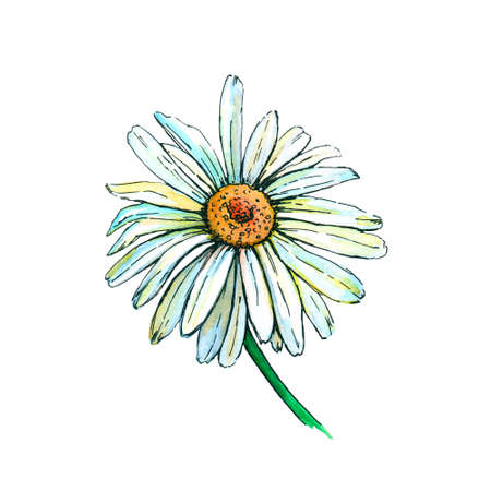 Chamomile flower, top view. Sketch. Watercolor illustration isolated on white background.の写真素材