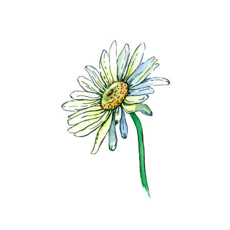 Chamomile drawing. Watercolor illustration and liner isolated on white background.の写真素材