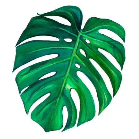 Tropical Leaf Monsters. Watercolor hand painted illustration isolated on white background. Design element for fabrics, invitations, apparel and others.の写真素材