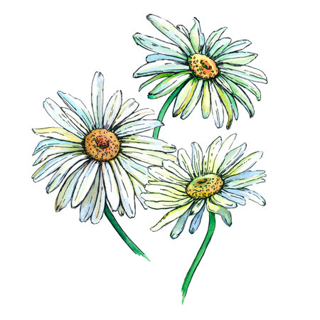 Botanical sketch of three daisies. Watercolor illustration on a white background.の写真素材