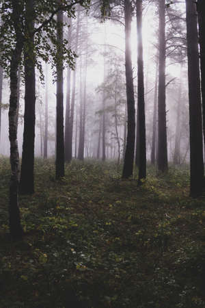Autumn forest in the morning