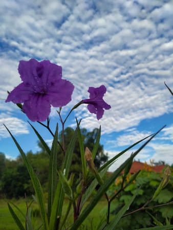 Purple flowers on the background of blue sky with white clouds.の写真素材