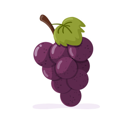 Bunch of purple grapes with shadow. Isolated vector illustrationのイラスト素材