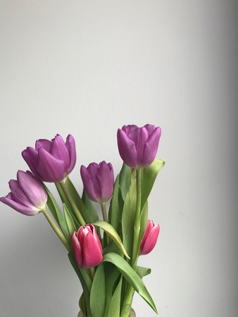Tulipsの写真素材