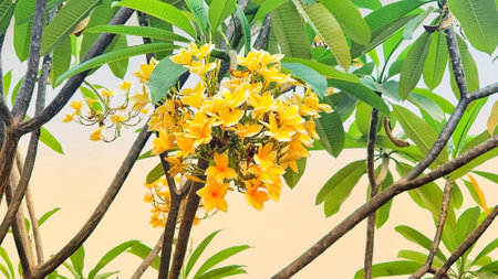 Yellow frangipani flowers on tree with green leaves background.