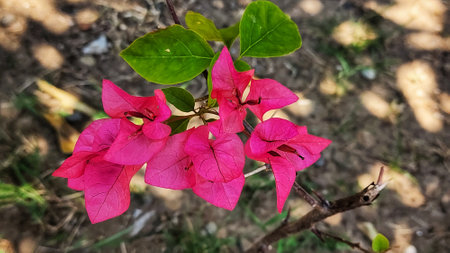 a closeup photo of a pink flower