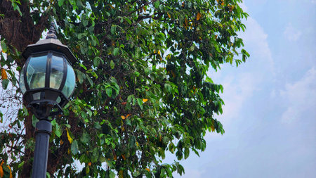 Lamp post on the tree with blue sky and green leaf backgroundの写真素材