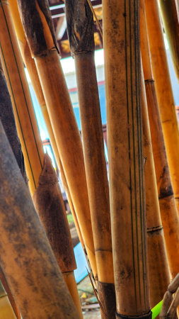 bamboo background, close up of bamboo, bamboo background, bamboo backgroundの写真素材