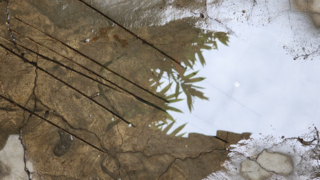 Reflection of palm tree in the puddle. Abstract background.の写真素材