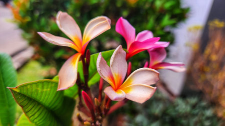Plumeria flower blooming in the garden, selective focus.の写真素材