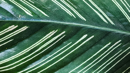 Close up of green leaf texture background. Nature and environment concept.の写真素材