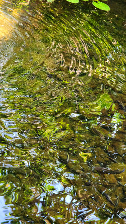 reflection on the surface of the water in the park, summer