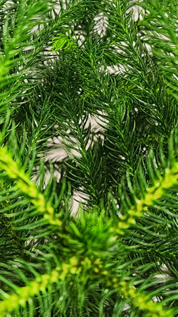 Close up of green spruce tree branches. Natural background and texture.