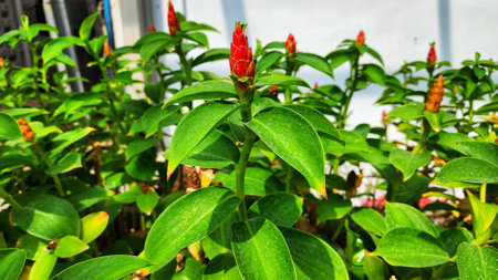 Close up of red flower with green leaves in the gardenの写真素材
