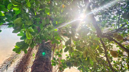 the sun shines through the leaves of a treeの写真素材