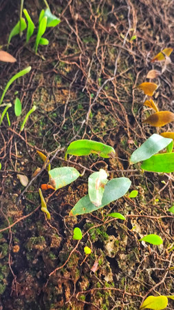 a close up of some green plants on the groundの写真素材
