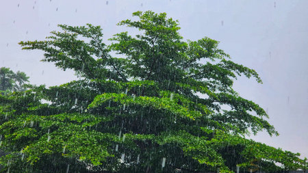 a tree is standing in the rain with the rain fallingの写真素材