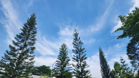 Pine tree on blue sky background. Nature background with copy space.の写真素材