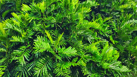 Background of green thuja leaves. Nature background and texture.の写真素材