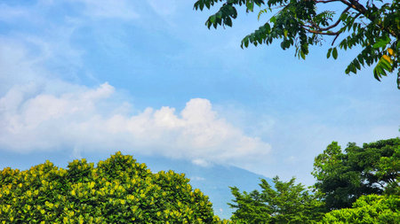 Green leaves and blue sky with cloud in the morning, nature backgroundの写真素材
