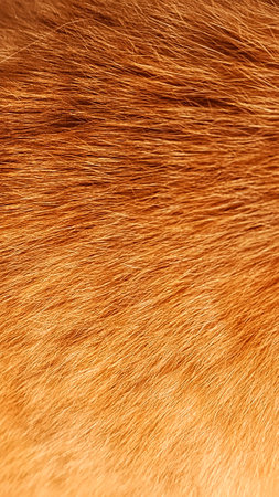 Close-up of a red cat's fur. Texture, background